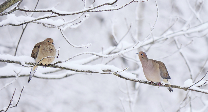 Two mourning doves (Zenaida macroura) rest on a tree branch in snow; Weaverville, North Carolina, United States of America, by Amy D. White / Design Pics