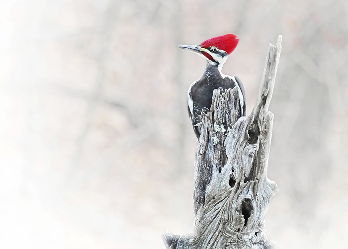A rather annoyed looking male Pileated woodpecker (Dryocopus pileatus) clings to the top of a locust tree post; Weaverville, North Carolina, United States of America, by Amy D. White / Design Pics