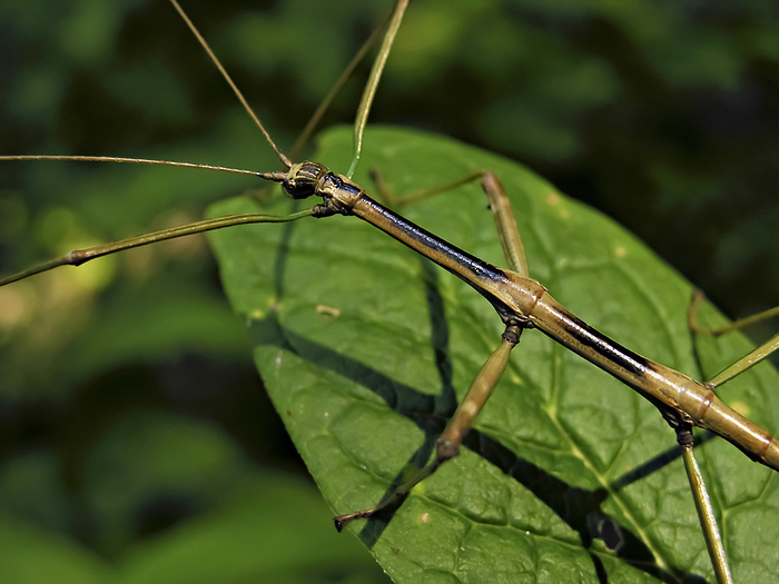 Stick insect crawling across a leaf, by Amy D. White / Design Pics