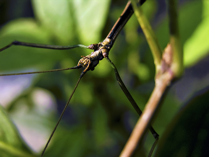 Stick insect on a plant, by Amy D. White / Design Pics