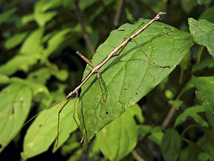 Walkingstick (Phasmatodea sp.) walking across a leaf; North Carolina, United States of America, by Amy D. White / Design Pics