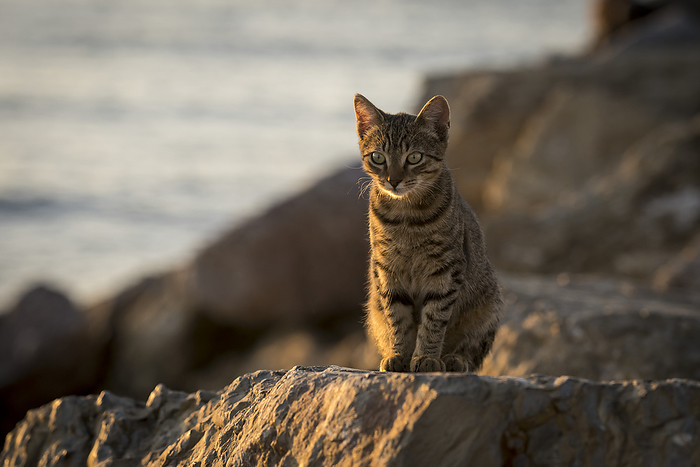 Cat sits on a rock along the seawall, basking in the sunlight; Istanbul Turkey, by Dosfotos / Design Pics