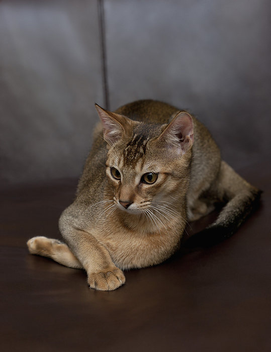 Portrait of Abyssinian Cat, by Alison Barnes Martin / Design Pics