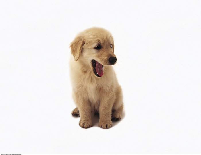 Yawning Golden Retriever Puppy, by Alison Barnes Martin / Design Pics