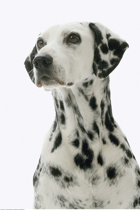 Portrait of Dalmatian, by Alison Barnes Martin / Design Pics