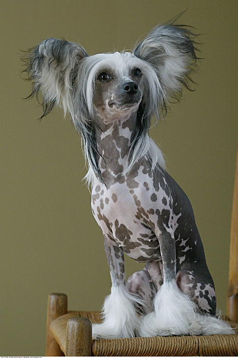 Portrait of Chinese Crested Hairless Dog, by Alison Barnes Martin / Design Pics