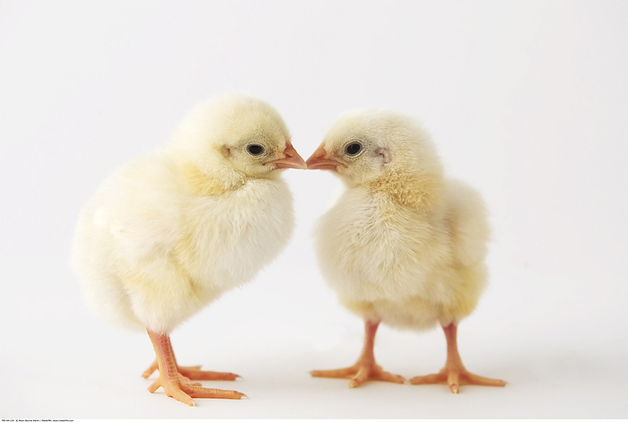 Two Baby Chicks, by Alison Barnes Martin / Design Pics