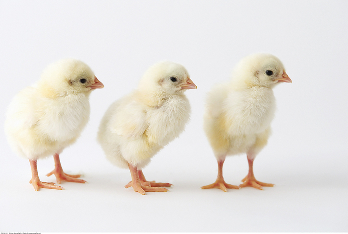 Three Baby Chicks, by Alison Barnes Martin / Design Pics