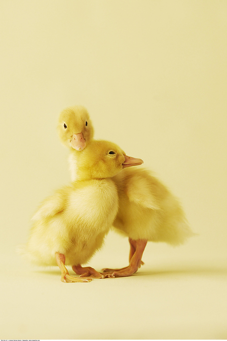 Two Ducklings, by Alison Barnes Martin / Design Pics