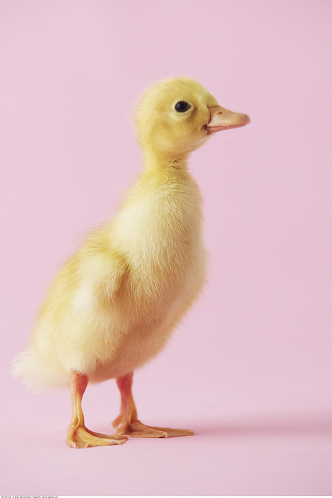 Duckling, by Alison Barnes Martin / Design Pics