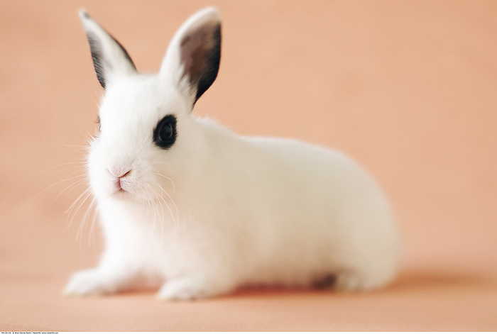 Hotot Rabbit, by Alison Barnes Martin / Design Pics