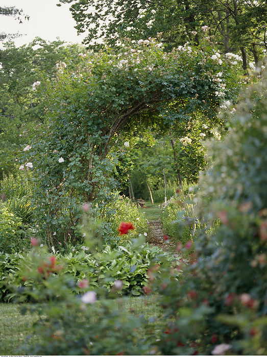 Garden, by Alison Barnes Martin / Design Pics
