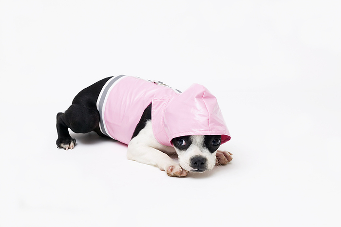 Dog Wearing Raincoat, by Alison Barnes Martin / Design Pics