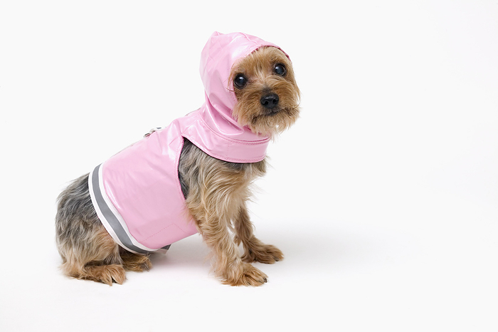 Puppy Wearing Raincoat, by Alison Barnes Martin / Design Pics