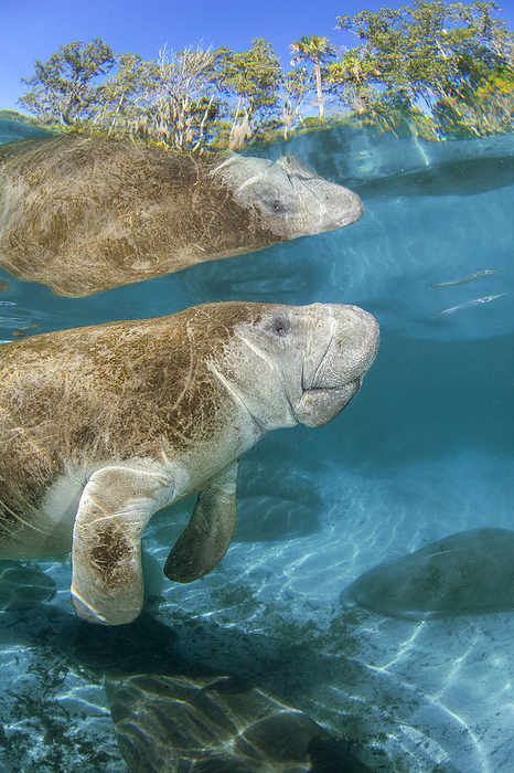 Endangered Florida Manatee (Trichechus manatus latirostris) at Three Sisters Spring in Crystal River, Florida, USA. The Florida Manatee is a subspecies of the West Indian Manatee; Crystal River, Florida, United States of America, by Dave Fleetham / Design Pics