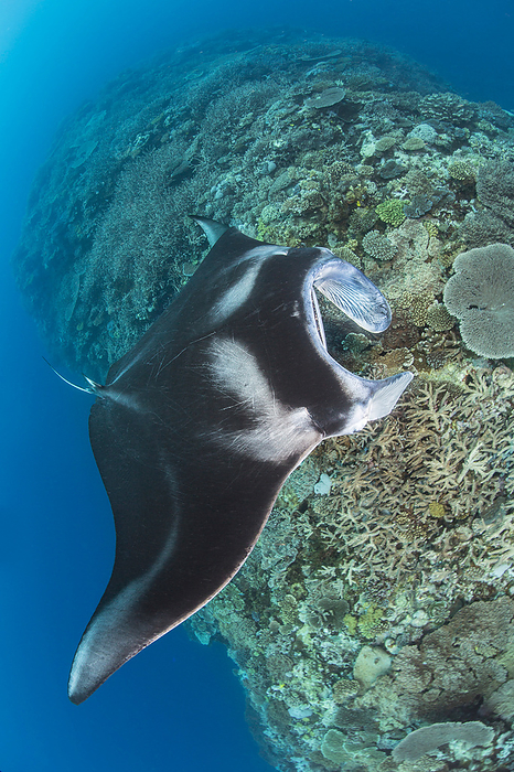 Reef manta ray (Mobula alfredi) glides along a coral ridge looking for a cleaning station. This species was previously Manta alfredi; Fiji, by Dave Fleetham / Design Pics