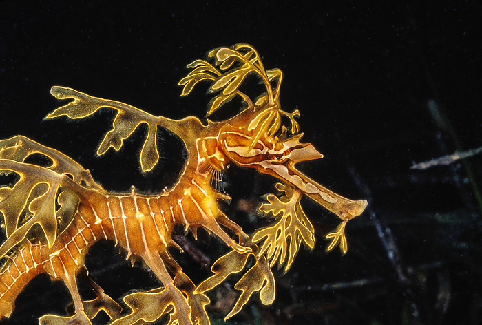 This Leafy seadragon (Phycodurus eques) is perfectly camouflaged against the plant life under a wharf in Spencer Gulf in South Australia; Australia, by Dave Fleetham / Design Pics