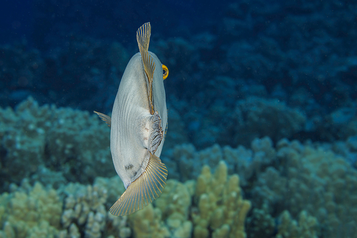 Barred filefish (Cantherhines dumerilii) reaches 15 inches in length and feed mainly on branching corals. This individual is using its independent eye movement to look behind as it swims away; Hawaii, United States of America, by Dave Fleetham / Design Pics