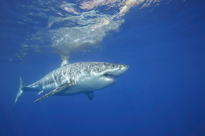 Portrait of a Great White Shark (Carcharodon carcharias); Guadalupe Island, Mexico, by Dave Fleetham / Design Pics
