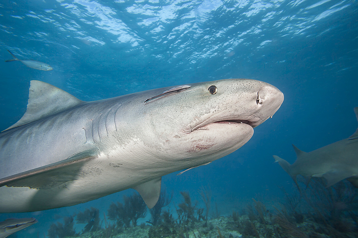 Low angle underwater view of a Tiger shark (Galeocerdo cuvier) swimming past the camera, Tiger Beach in the Atlantic Ocean Bahamas, by Dave Fleetham / Design Pics