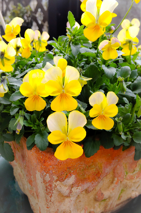 Potted yellow violas, potted yellow pansies