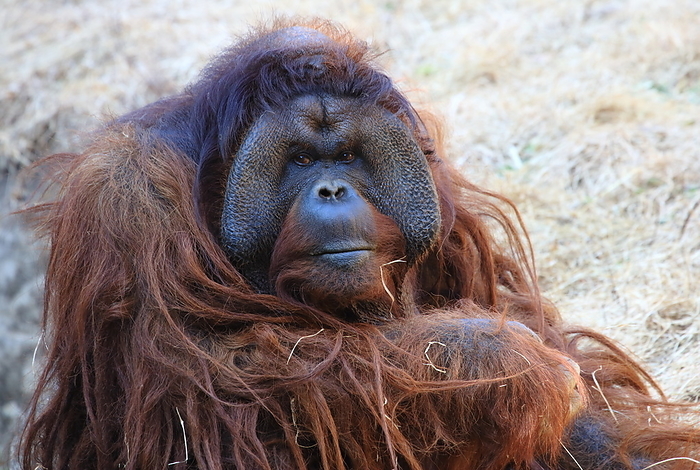 Bornean orangutan Yokohama Zoorasia  