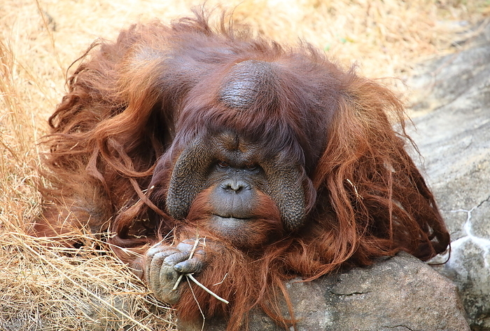Bornean orangutan Yokohama Zoorasia
