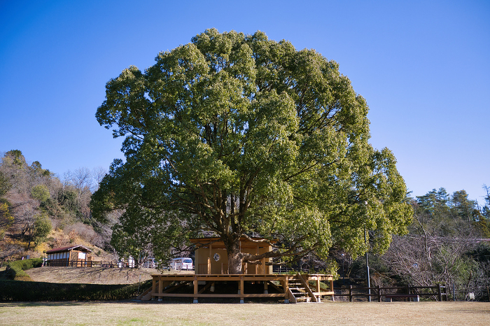 Large large trees and distinctive wooden deck playground equipment in the park