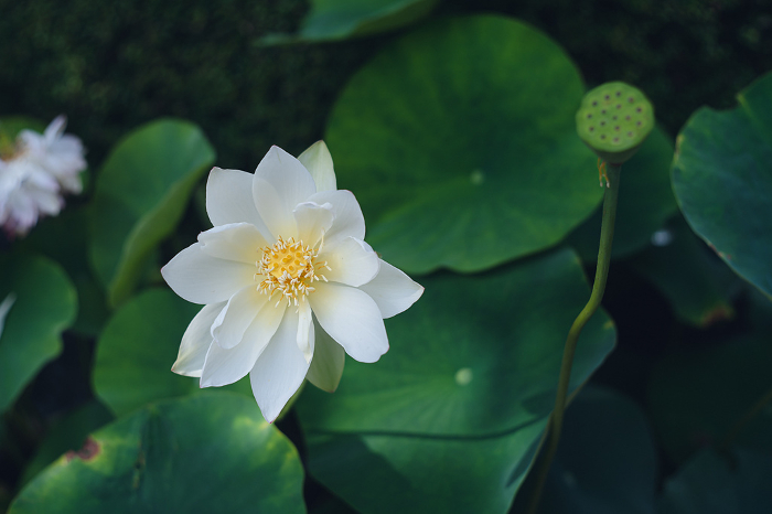 Lotus flowers in the precincts of Koyasan, the head temple of the Shingon sect of Buddhism