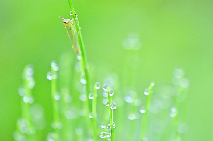 Shining horsetail with morning dew and baby grasshoppers