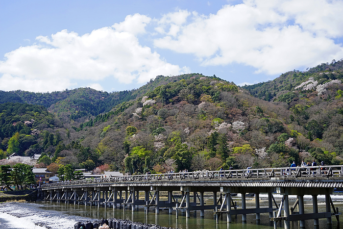 Arashiyama Togetsu Bridge in springtime when mountain cherry blossoms bloom Kyoto Pref.                                
