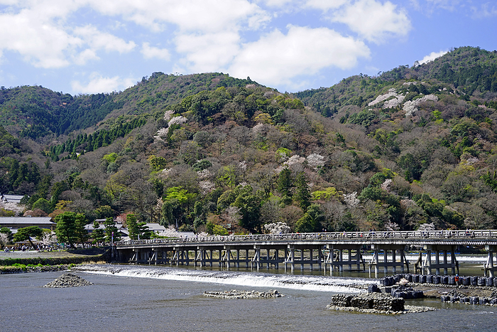Arashiyama Togetsu Bridge in springtime when mountain cherry blossoms bloom Kyoto Pref.                                