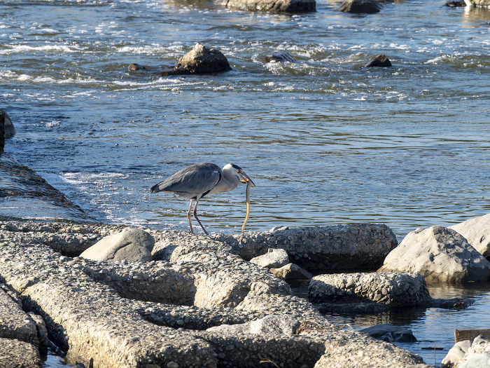 A great blue heron catches an eel at a river weir