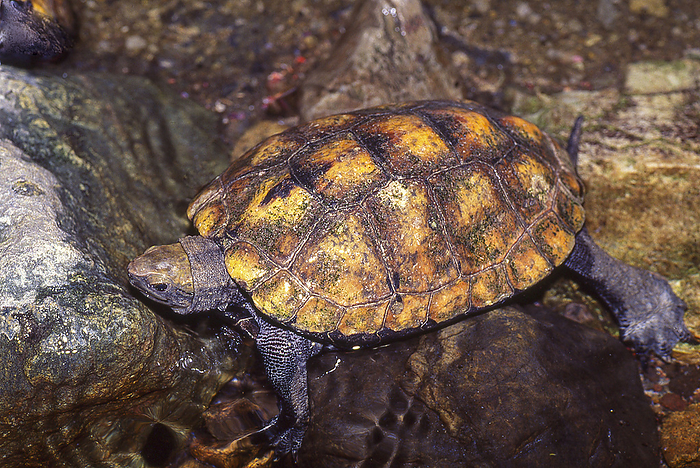Japanese pond turtle  Mauremys japonica  This turtle is endemic to Japan. In recent years, it has been declining rapidly and is listed on the Red List of Japan by the Ministry of the Environment and in the Red Data Book of each prefecture.