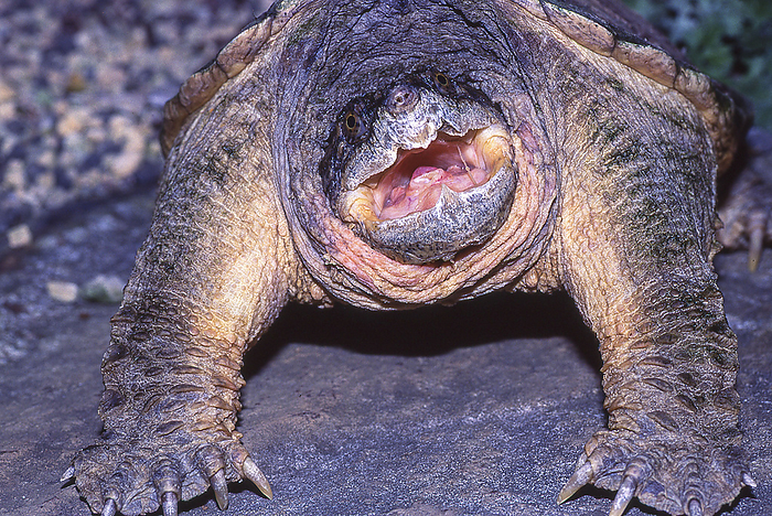 snapping turtle  Chelydra serpentina  A turtle native to North America and designated as a Specified Invasive Alien Species. It has been imported as a pet, but it is large and becomes rabid. It has been designated as one of the 100 worst invasive alien species in Japan.