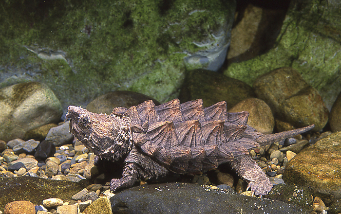 alligator snapping turtle  Macroclemys temminckii  It is characterized by a rugged dorsal carapace and a huge head that does not fit into its shell. It is declining in the United States, where it originated, and is listed in Appendix III of the Washington Convention.