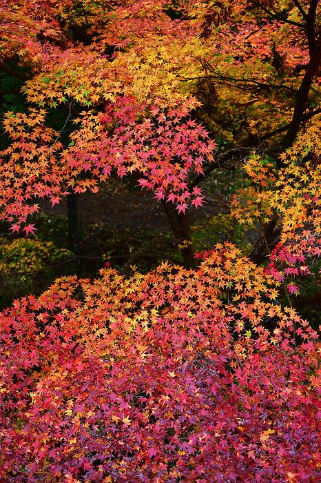 Koyasan Pilgrimage Path, Koyasan, Wakayama, Japan The finest  Kinshu . The finest  seasonal colors . The 800 meter high Yamakami Basin is also a time when the white seasonal news is close at hand. Tomorrow is the 24th day of the year, the first day of winter.