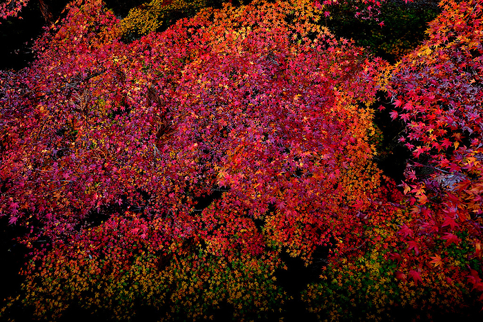 Koyasan Pilgrimage Path, Koyasan, Wakayama, Japan The finest  Kinshu . The finest  seasonal colors . The 800 meter high Yamakami Basin is also a time when the white seasonal news is close at hand. Tomorrow is the 24th day of the year, the first day of winter.