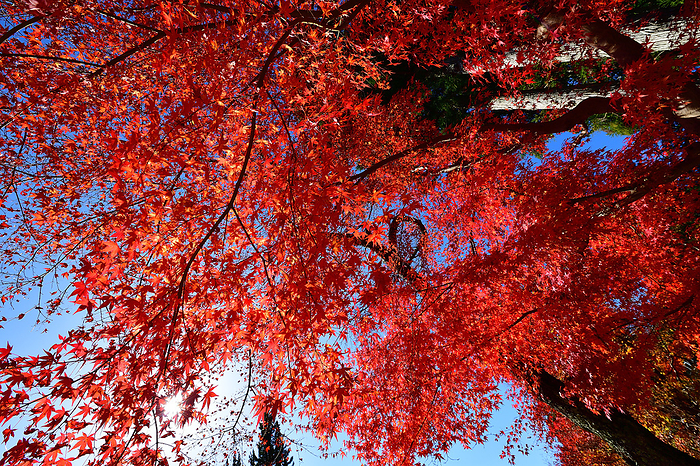 Koyasan 24th day of the month Frostfall Wakayama Pref. Clear skies. A gentle  moment  before the white season comes around. Koyasan and the autumn leaves along the pilgrimage route were heartwarming.