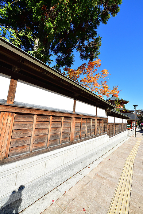 On the Road to Sunshine, Koyasan, Wakayama Even as you stroll along the streets, you can feel the  four seasons . The sunlight is a light breeze, and the colors that are easy on the eyes are a gift from the clear weather. This is Koyasan.