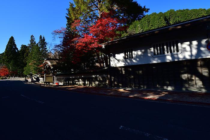 Sororo Walk: Journey to a Sacred Place Koyasan Wakayama Pref. The unique climate of the basin above the mountains at an elevation of 800 meters provides a feast of seasonal colors in late autumn and early winter  A moment in Koyasan with giant trees and autumn leaves in the clear sky.