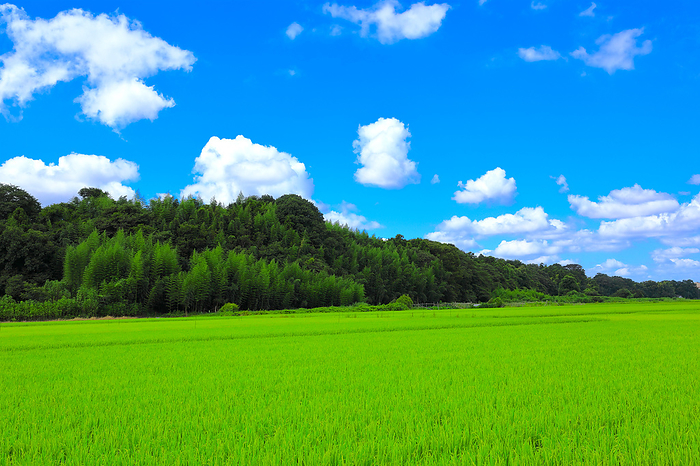 Summer sky and paddy fields Chiba Prefecture