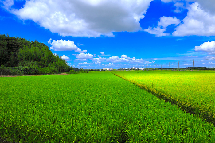 Summer sky and paddy fields Chiba Prefecture