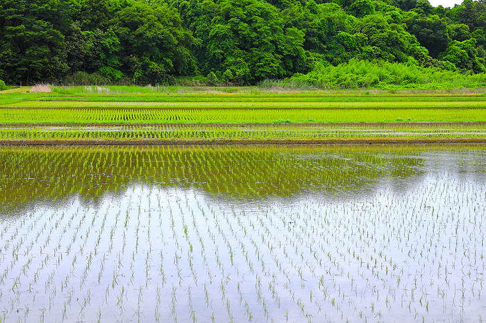 Rice paddies in early summer Chiba Prefecture