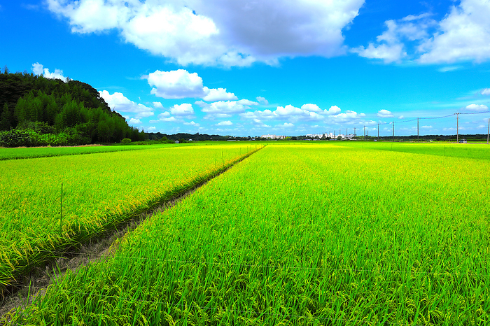 Rural landscape in summer Chiba Prefecture
