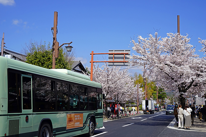 Cherry blossoms blooming around Arashiyama Station on Randen and tourists Kyoto Pref.                                
