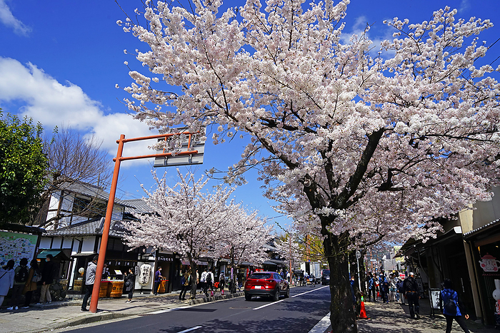 Cherry blossoms blooming around Arashiyama Station on Randen and tourists Kyoto Pref.                                