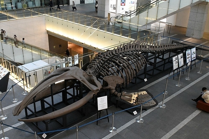Whole body skeletal reconstruction of a right whale fossil A 14 meter long right whale fossil whole body skeleton reconstruction specimen lying in the lobby of the Sapporo City Central Ward, February 10, 2024  photo by Shinichi Ajimi.