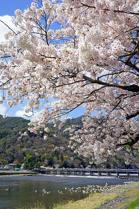 Arashiyama Watarigetsukyo Bridge and Cherry Blossoms along Katsura River in Spring Kyoto Pref.                                