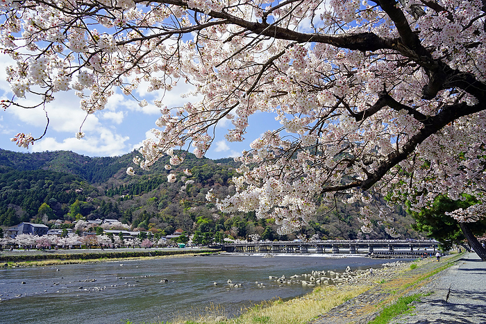 Arashiyama Watarigetsukyo Bridge and Cherry Blossoms along Katsura River in Spring Kyoto Pref.                                